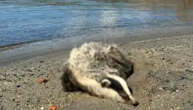 Erdek Sahilinde İki Porsuk Ölüsü Bulundu